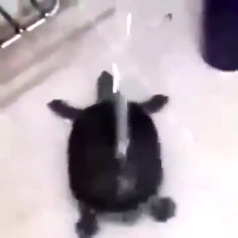 What is love. turtle, turtle, dance, whatislove, funny, animals pets.