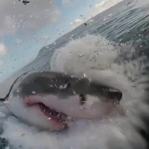 White shark, animals pets.