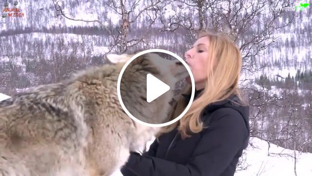 Wolf, wtf, love, wolf, girl, aww, animals pets. #0