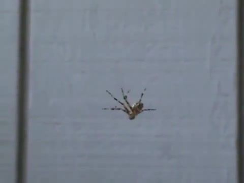 Yelling at spiders - Video & GIFs | spider,fright,fear,arachnophobia,animals pets