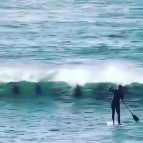 Dolphin boop