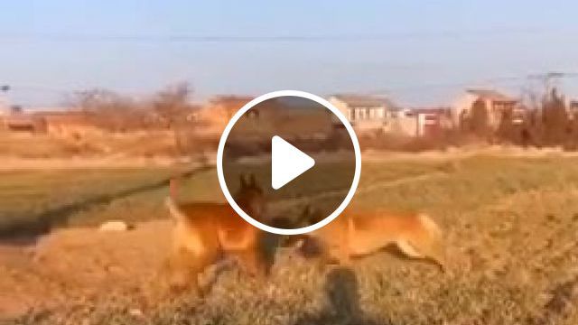 Dogs having a great time, Dogs, Fun, Jump, Amazing, High, Friends, Cool, Dog, Fetch, Nature, Free, Happy, Smile, Adventure, Ball, Tree, Edit, Animals Pets