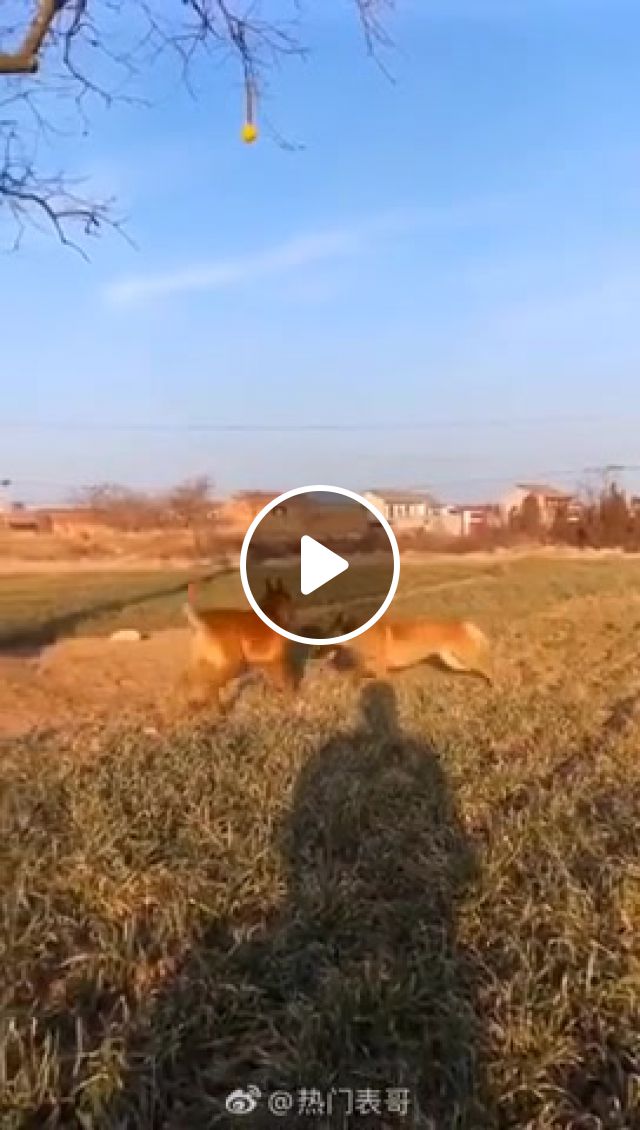Dogs having a great time, Dogs, Fun, Jump, Amazing, High, Friends, Cool, Dog, Fetch, Nature, Free, Happy, Smile, Adventure, Ball, Tree, Edit, Animals Pets