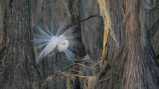 Great Egret - Video & GIFs | digidapter,displaying,birding,4k,bird,great egret,gh4,animals pets