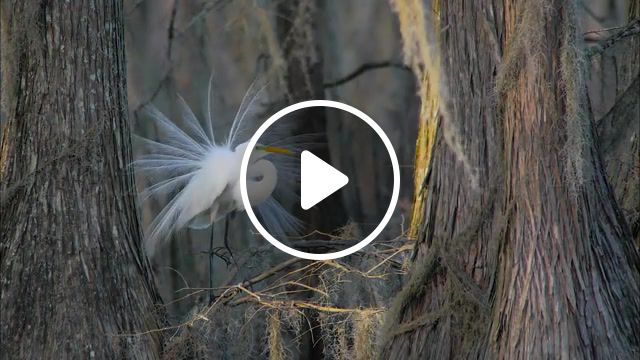 Great egret, digidapter, displaying, birding, 4k, bird, great egret, gh4, animals pets. #0