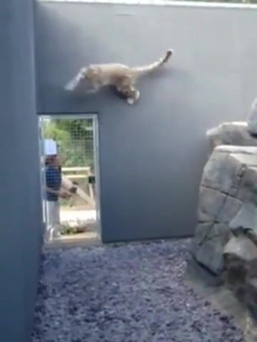 Leopard of Persia, Parkour, Zoo, Wall Running, Agility, Ounce, Snow Leopard, Animals Pets