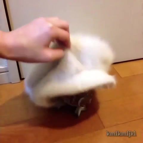 Owl, hat, funny, owl music, animals pets.