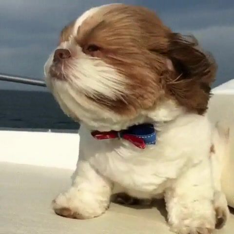When you are alone on the Titanic, Animals Pets