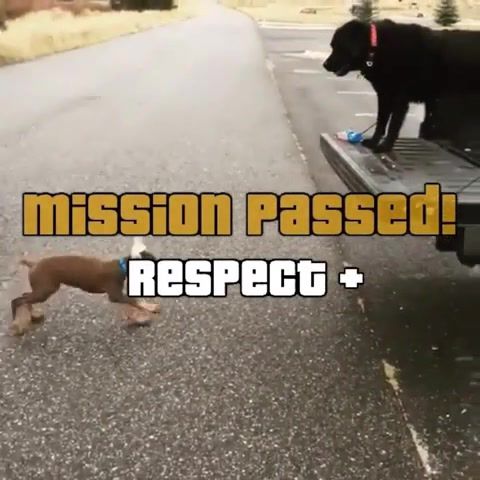 Respect wasted, eleprimer, dogs, dog, pets, gta, wasted, animals pets.