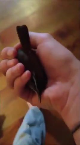 Bird - Video & GIFs | compilation,dank vines,dank memes,meme,vine compilation,funny,clips,webms,webm mashup,4chan,offensive,edgy vine,edgy,edgy vine compilation,ylyl,you laugh you lose,try not to laugh,webm comp,dank webms,maymays,animals pets