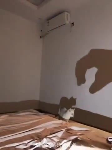 Brave kitty fights off giant shadow monster, Kitty, Monster, Jaws, Cats, Animals Pets