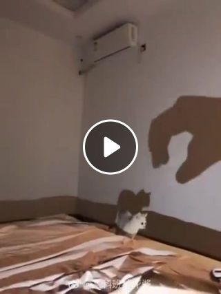 Brave kitty fights off giant shadow monster