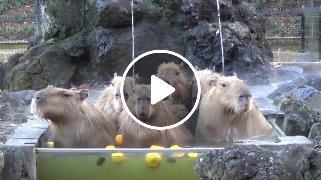 Capybaras mad world, saitama children's zoo, funny, cute, bath, in the water, habit, dropping, poo, enjoy, yuzu yu, hot spring, onsen, capybara, yuzu, poop, yuzuyu, capybara hot springs, animals pets. #0