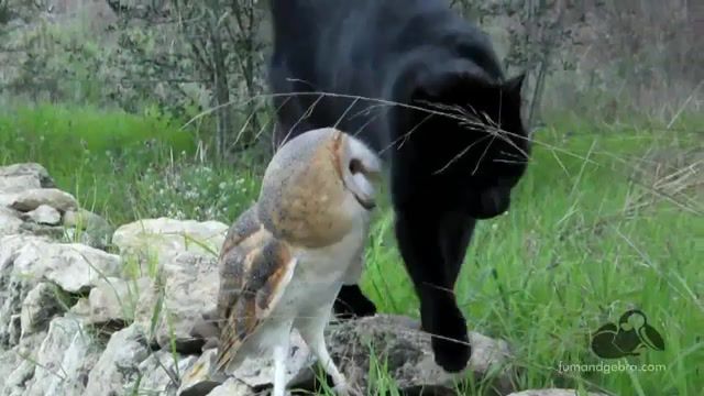 Cat And Owl, Owl, Cat, Nannies, Twin Sitters, Friends, Animals Pets
