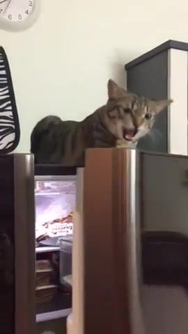 Cat refuses to let fridge door close, Animals Pets