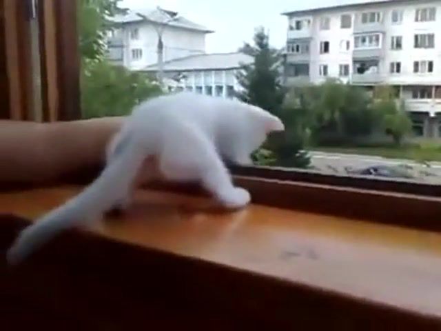 Cat saves hand from falling out of the window, Cute, Hand, Window, Kitte, Cat, Animals Pets