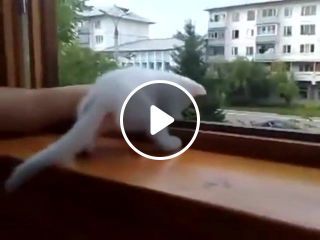 Cat saves hand from falling out of the window