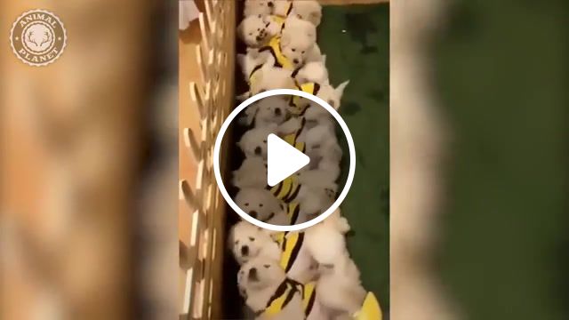 Cute is not enough, cute, cute is not enough, cat, cats, dog, dogs, funny, funny cat, funny cats, funny dog, funny dogs, cute cat, cute cats, cute dog, cute dogs, funny cat compilation, animals pets. #1