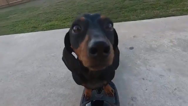 Dachshund Takes a Spin on a Hoverboard, Spin, Hoverboard, Dachshund, Viralhog, Animals Pets