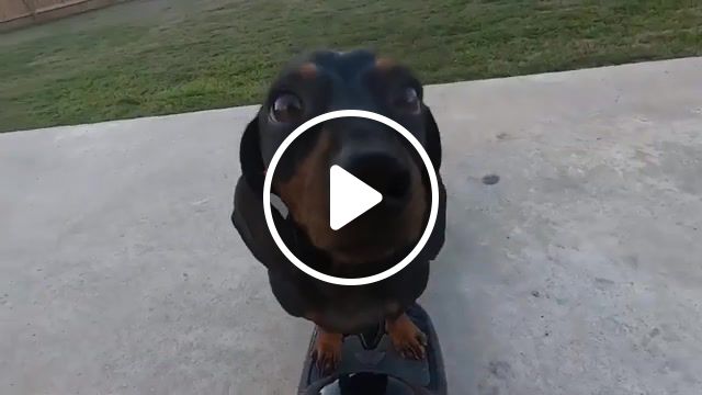 Dachshund takes a spin on a hoverboard, spin, hoverboard, dachshund, viralhog, animals pets. #1