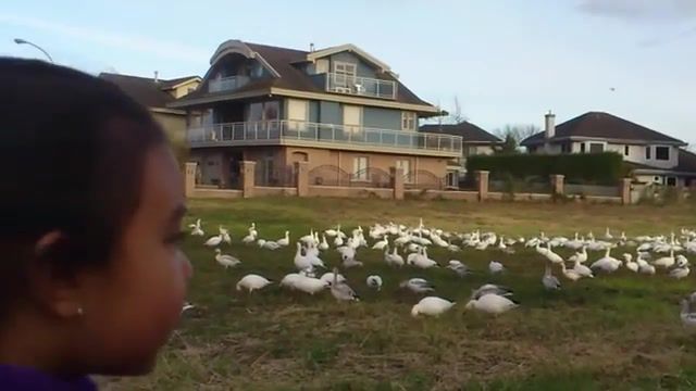 Do you see the chickens too, Look, Child, Funny, Chicken, Oldbutgold, Mvpforher, Animals Pets
