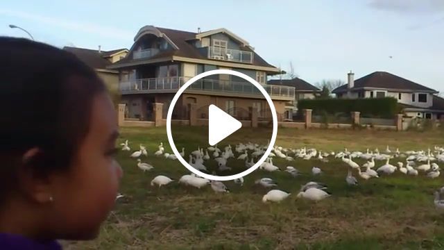 Do you see the chickens too, look, child, funny, chicken, oldbutgold, mvpforher, animals pets. #0