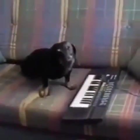 Dog, dog, playing, piano, uu, u, sounds, chords, sofa, home, black, long, ears, animals pets.