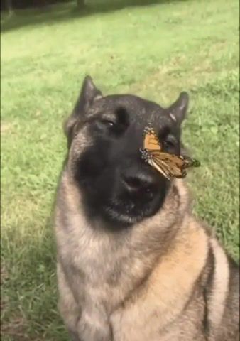 Dog and butterfly, dog, butterfly, cute, nose, animals pets.