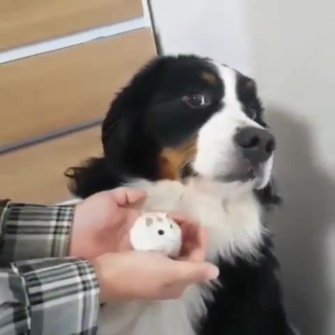 Dog has great impulse control, Dog Well Done, Bad Human, Good Dog, Lucky It Didn't Bite, The Dog Is Nervous, Animals, Dog, Animals Pets