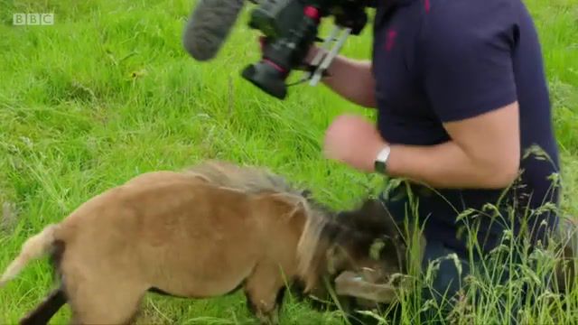 Fatality, bbc iplayer, animal attack, funny animal, animal fails, animal attacks human, animal pranks, hilarious animals, headbutt, animals for kids, goat screaming, goat sounds, animals pets.