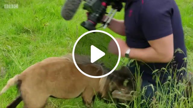Fatality, bbc iplayer, animal attack, funny animal, animal fails, animal attacks human, animal pranks, hilarious animals, headbutt, animals for kids, goat screaming, goat sounds, animals pets. #0