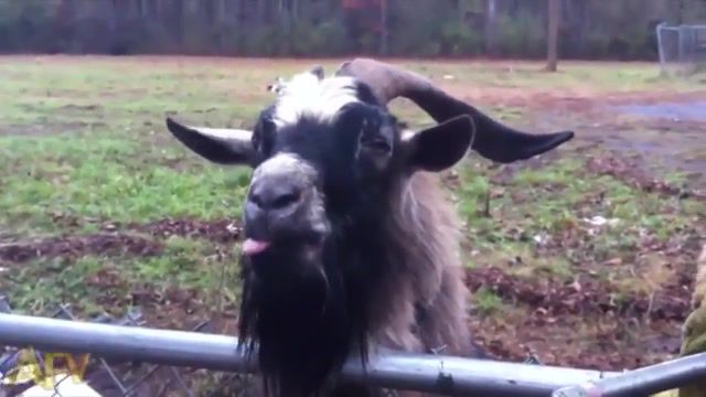 Goatsfunny, Goats, Funny, Animals Pets
