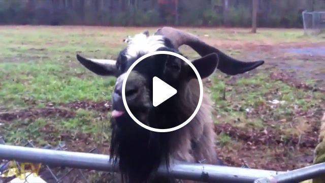 Goatsfunny, goats, funny, animals pets. #0