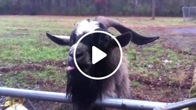 Goatsfunny, goats, funny, animals pets. #1