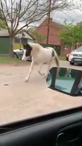 Horse vs Police