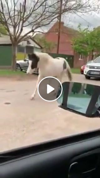 Horse vs police