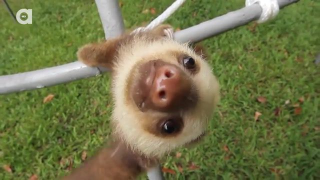 I love sloths so much, sloth, baby, baby sloth, bradypus, sloths, avarios, sloth sanctuary, sloth sanctuary of costa rica, costa rica, cute, funny, slothie, sloth week, baby sloths, babysloth, animal, animals, baby animal, baby animals, animals pets.
