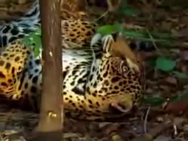 Jaguar tastes the hallucinogenic effects of yage, jaguar, yage, banisteriopsis, caapi, hallucinogenic, zoofarmacognosy, ayahuasca, dmt, maoi, animals pets.