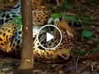 Jaguar tastes the hallucinogenic effects of yage