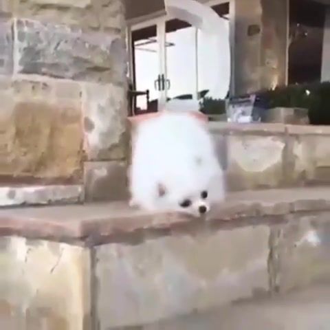 Lil poof - Video & GIFs | dogs,doggo,pets,animals,memes,funnydogs,funny,funnyanimals,animalfails,fails,lmao,viral,falling,funniest moments,foryou,explore,trending,hilarious,ofthedaymood,animals pets