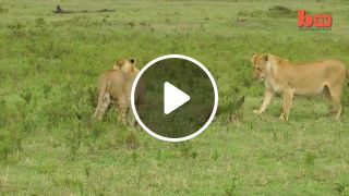 Lion vs mongoose a love story