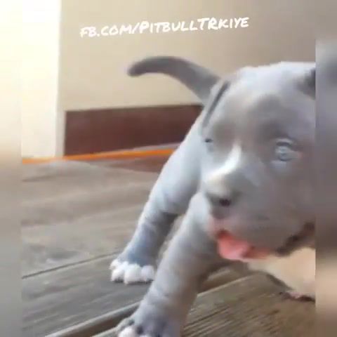 Owww. Lovely. Pit. Pitbull. Cane Corso. Corso. Dog. Puppy. Little. Animals Pets.