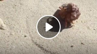 People Help Hermit Crab Choose A New Home The Dodo