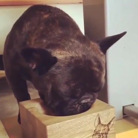 Pug in box, need some sleep, funny dog, cute pets, puppy, sweet dreams, nap time mothaa, hot, funny, of the day, animals pets.