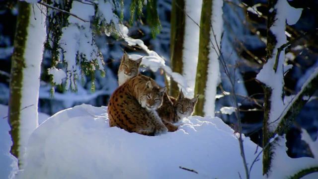 Royal family, lynx, eurasian lynx, animals pets.