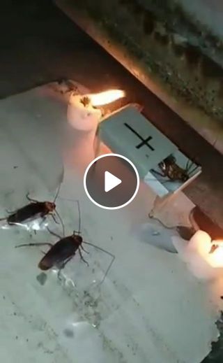 Satanic cockroach