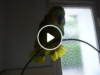 Singing parrot