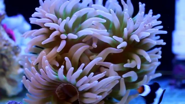 Trace elements in the reef aquarium, chemistry, reef aquarium chemistry, trace element, trace element additives, reef aquarium, trace elements, animals pets.