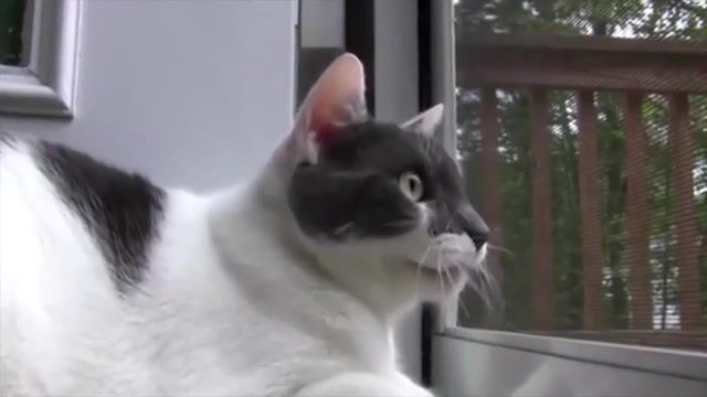 War cat - Video & GIFs | dank meme,cat,kitten,funny cat,cute cat,cat meme,dankest cat meme,cat memes,animals pets