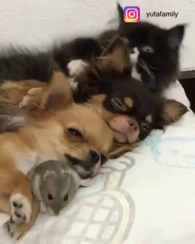 Weekend starts with family - Video & GIFs | animals,pets,friendship of pets,animals pets
